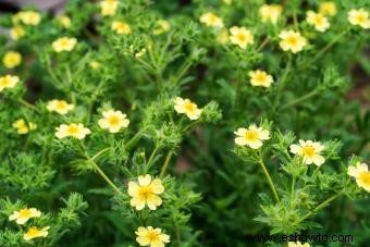 Guía de la Flor de Potentilla Preciosa 