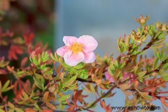 Guía de la Flor de Potentilla Preciosa 