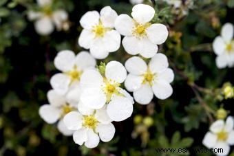 Guía de la Flor de Potentilla Preciosa 