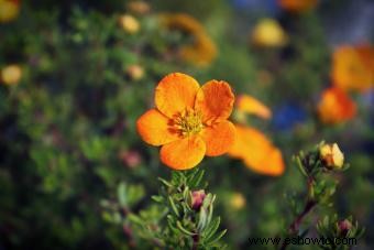 Guía de la Flor de Potentilla Preciosa 