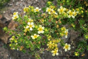 Guía de la Flor de Potentilla Preciosa 