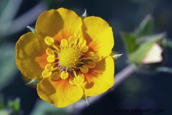 Guía de la Flor de Potentilla Preciosa 