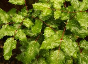 Guía Completa de Acebos: Variedades, Cultivo y Cuidados para tu Jardín