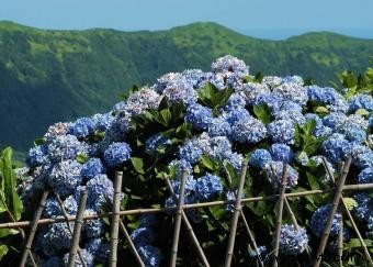 Tipos de hortensias y flores relacionadas