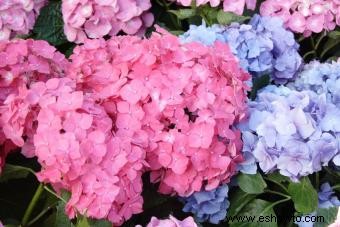 Tipos de hortensias y flores relacionadas