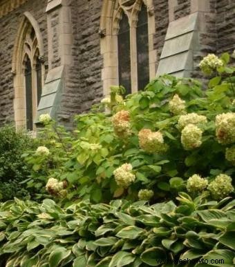 Tipos de hortensias y flores relacionadas