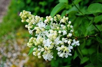 Tipos de hortensias y flores relacionadas