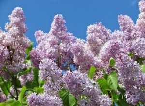 Guía Completa para Cultivar y Cuidar la Lila (Syringa spp.)