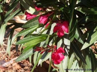 Plantas de adelfas