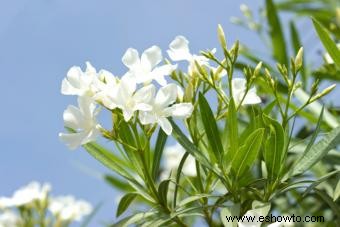 Plantas de adelfas