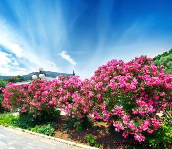 Plantas de adelfas