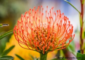 Flores de protea