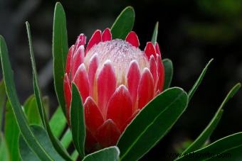 Flores de protea