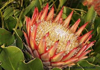 Flores de protea