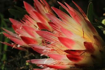 Flores de protea
