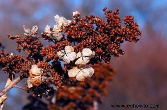 Poda de hortensias