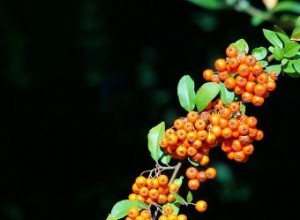 Pyracantha: Guía Completa de Cultivo, Cuidados y Variedades de Estos Arbustos Espinosos
