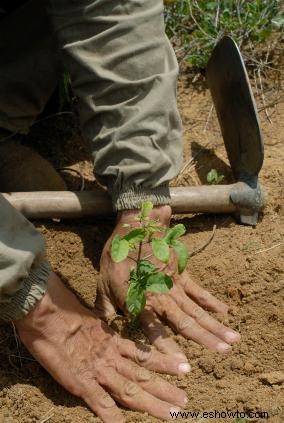 Plantas de arbustos