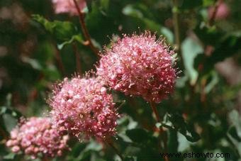 Spiraea