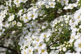 Spiraea