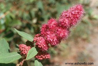 Spiraea