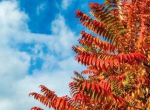 Guía Completa de Zumaques: Tipos, Cultivo, Variedades Recomendadas y Precauciones