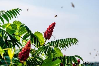 Tipos de árboles de zumaque, propósitos y precauciones