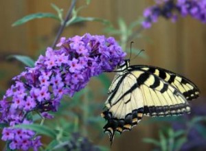 Los Mejores Arbustos con Flores de Verano para Embellecer tu Jardín