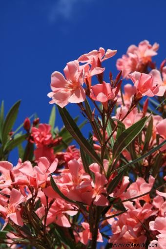 Arbustos con flores de verano