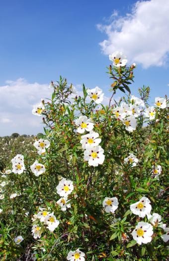 Arbustos con flores de verano