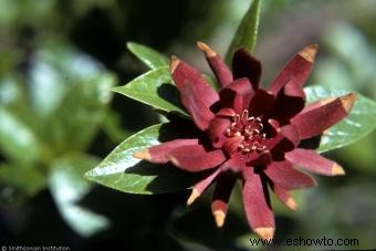 Arbusto dulce Carolina Allspice