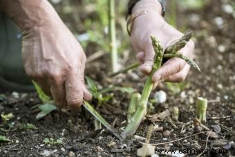 Cómo cultivar espárragos