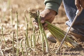 Cómo cultivar espárragos