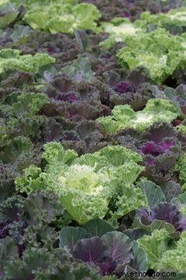 8 verduras resistentes a las heladas