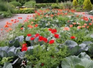 Brasicáceas: Beneficios Nutricionales, Variedades Comunes y Guía de Cultivo