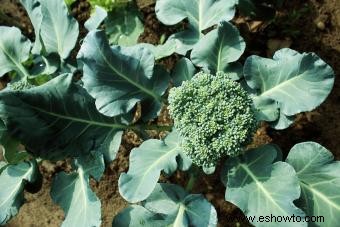 Datos sobre la planta de brócoli (+ consejos para cultivar la tuya propia)