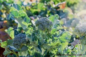 Datos sobre la planta de brócoli (+ consejos para cultivar la tuya propia)