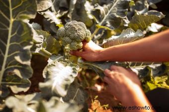 Guía de huerta de otoño para una cosecha abundante