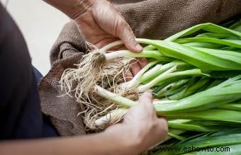 Frutas y verduras de crecimiento más rápido