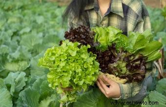 Frutas y verduras de crecimiento más rápido