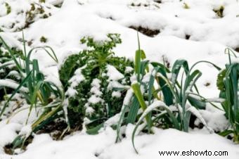 Buenas verduras de invierno para Georgia