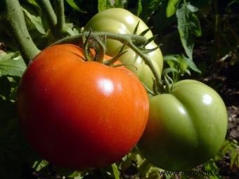 Cultivo de tomates Heirloom