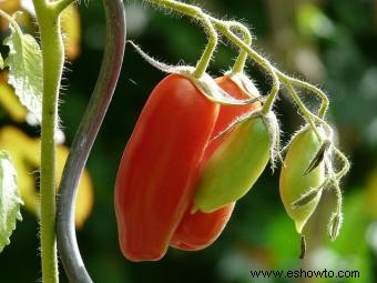 Cultivo de tomates Heirloom