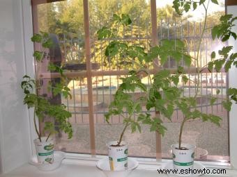 Cultivo de tomates Heirloom