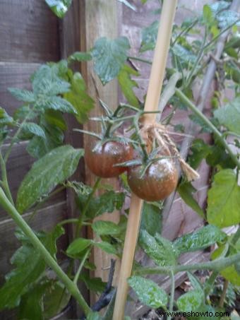 Cultivo de tomates Heirloom