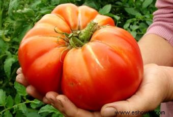 Cultivo de tomates Heirloom