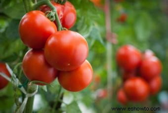 Cultivo de tomates Heirloom