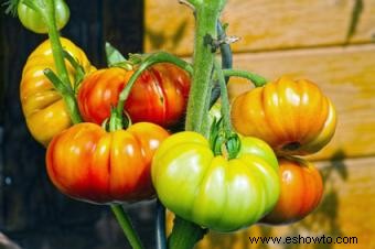 Cultivo de tomates Heirloom