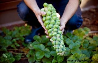 Cómo cultivar coles de Bruselas