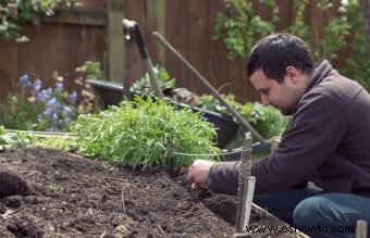 Cómo cultivar coles de Bruselas